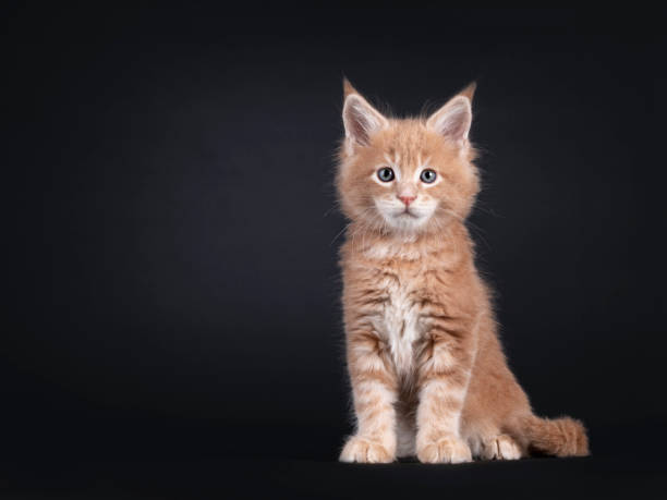 istock Maine Coon kitten on black background 1556013587