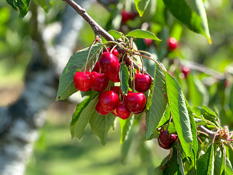 Red cherries ripening on a tree branch - selective focus