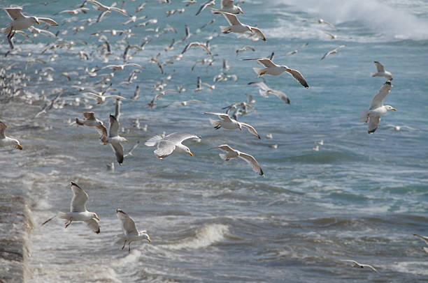 Seagull resting on the rock of Seashore