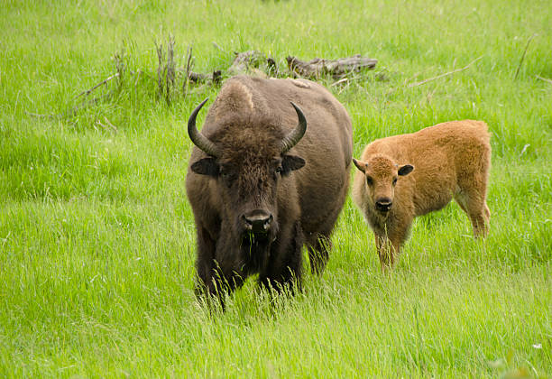 A Plains Bison and her calf on natve prairie land.   This is in Elk Island National Park, Alberta, Canada.