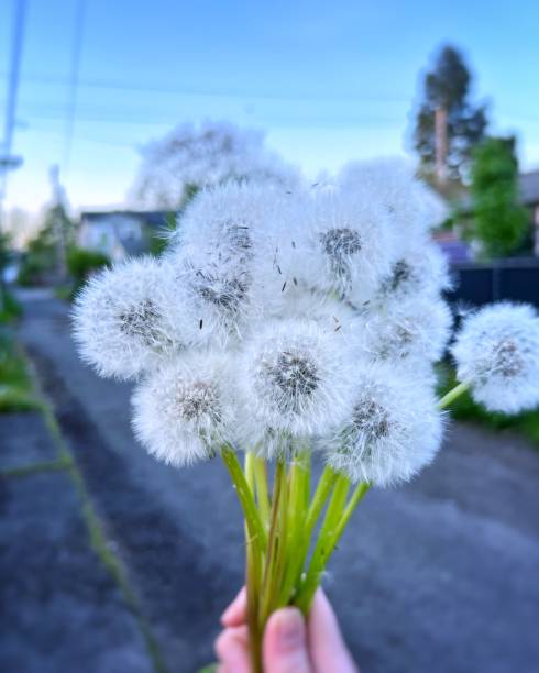 сезон желаний - allergy pollen tree hay fever стоковые фото и изображения