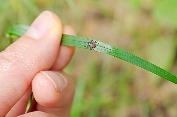 adulto spunta a piedi caldi natura di origine - aracnide foto e immagini stock