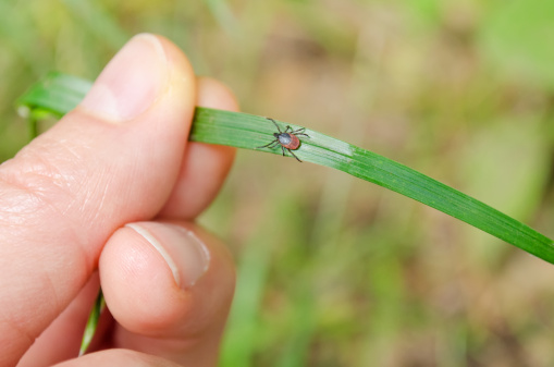 Green lacewing on a grass straw