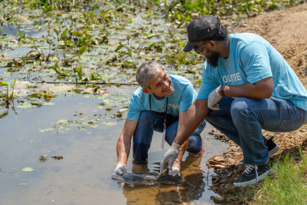 istock professional volunteer biologist  holding a syringe containing microchip to inject into the fish's body 1556016428