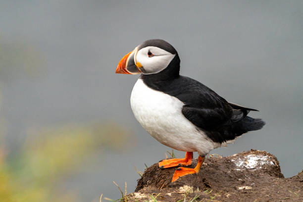 istock Cute Atlantic puffin on a cliff in Iceland 1556016954