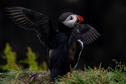 Atlantic Puffin with his wings out and spanned, in Iceland