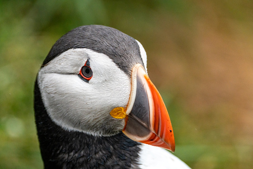 Side portrait of an Altantic Puffin in Iceland
