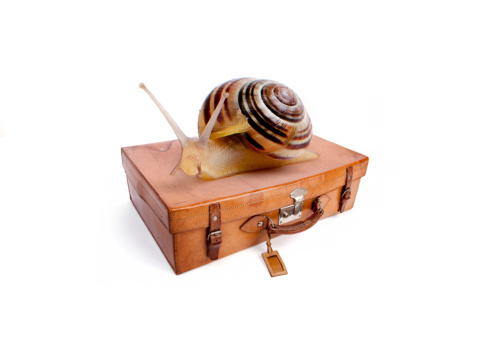 snail and a suitcase