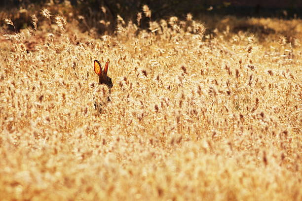 istock Rabbit Sylvilagus audubonii Foxtail Field 155601901