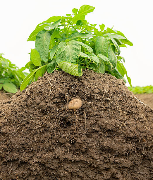 istock Potato Plant Growth in Soil 155601944