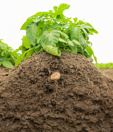 Cross section showing a potato plant above and below ground, as it grows in the soil.