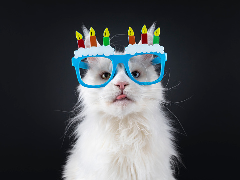 Gato con gafas de cumpleaños sobre fondo negro photo