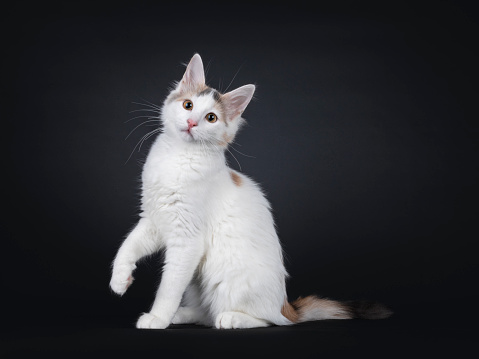 Curious rare breed Turkish Van cat kitten sitting up side ways. One paw playful lifted. Looking towards camera. Isolated on a solid black background.