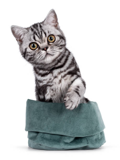 istock British Shorthair on white background 1556022380