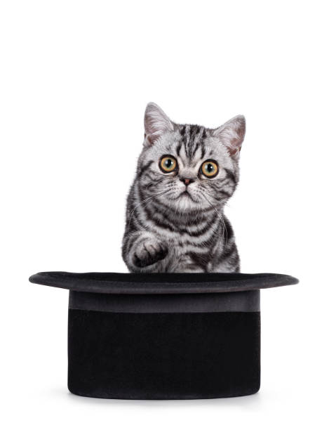 istock British Shorthair on white background 1556022386