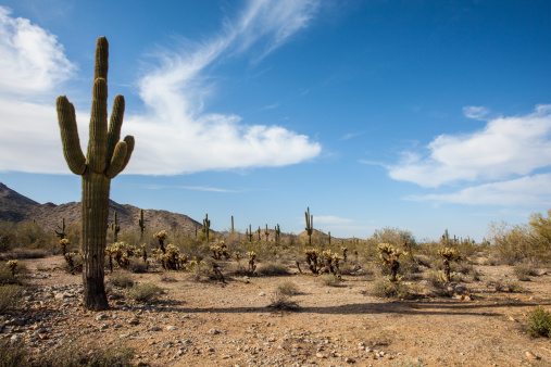 An arborescent cactus species from the walking trail of the park