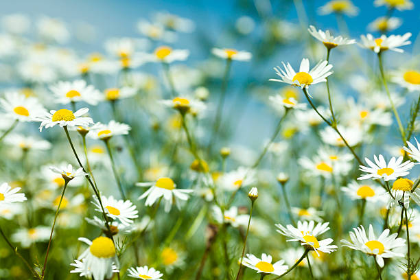 camomila. - spring close up daisy yellow - fotografias e filmes do acervo