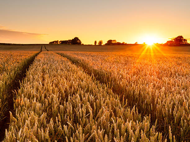 wheat field sunset - vete bildbanksfoton och bilder