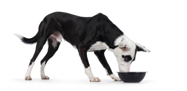 black and white dog on white background - podenco imagens e fotografias de stock