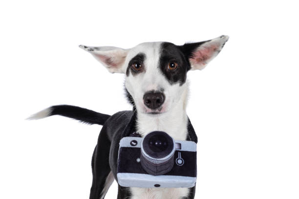 istock Black and white dog on white background 1556025046