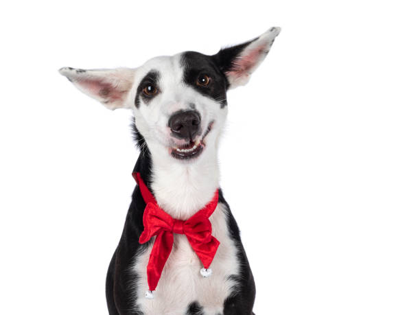 istock Black and white dog on white background 1556025082