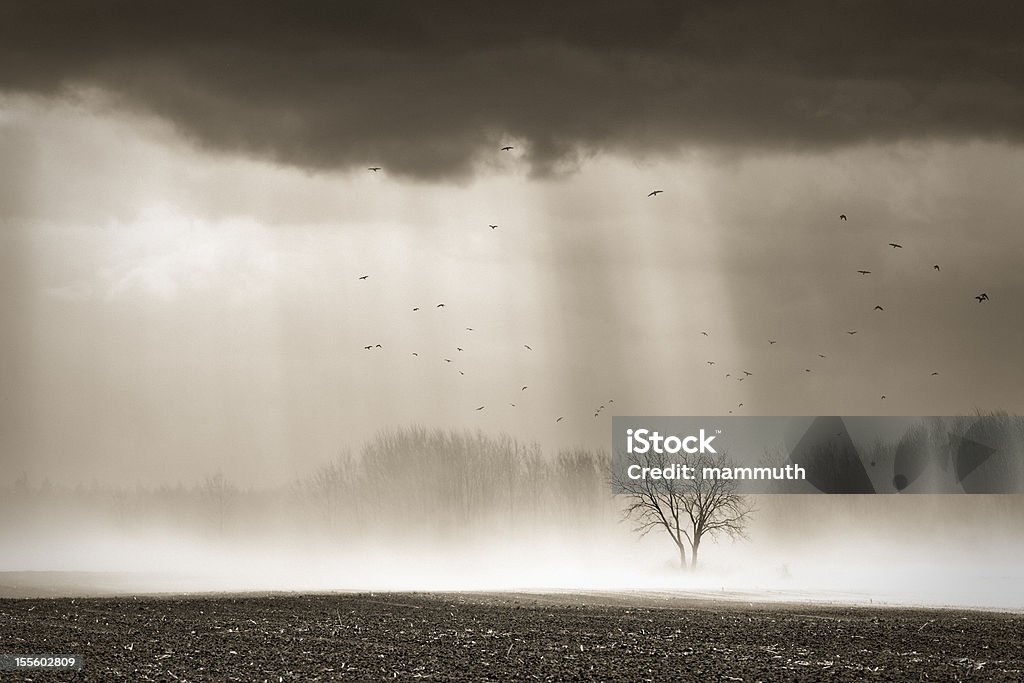 Tempestade de Poeira com Bando de Pássaros - Foto de stock de Ajardinado royalty-free