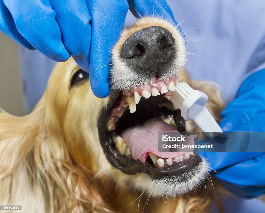 Dog Dentist Cleanup Cocker female dog being teeth cleaned by brush at the veterinarian. Dog has advanced tooth decay and plaque. Dog Stock Photo