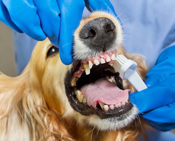 Dog Dentist Cleanup stock photo