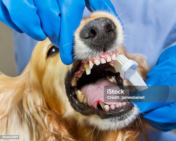 Dog Dentist Cleanup Stock Photo - Download Image Now - Dog, Cleaning, Dental Health