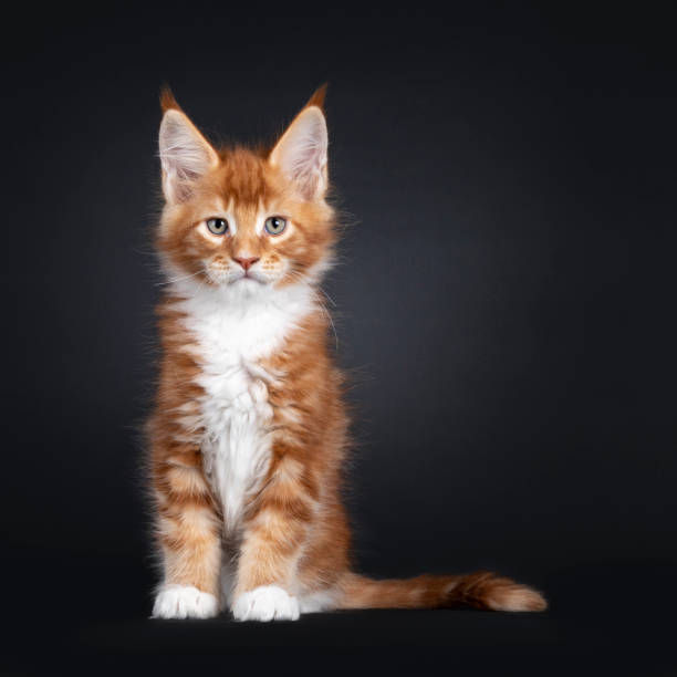 istock Maine Coon cat kitten on black background 1556029543