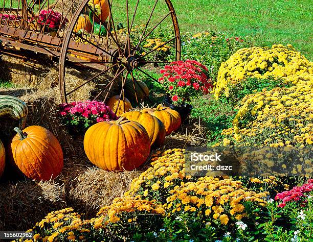 Harvest Pumpkins Chrysanthemums Y Antiguas Farm Aplicación Foto de stock y más banco de imágenes de Calabaza gigante