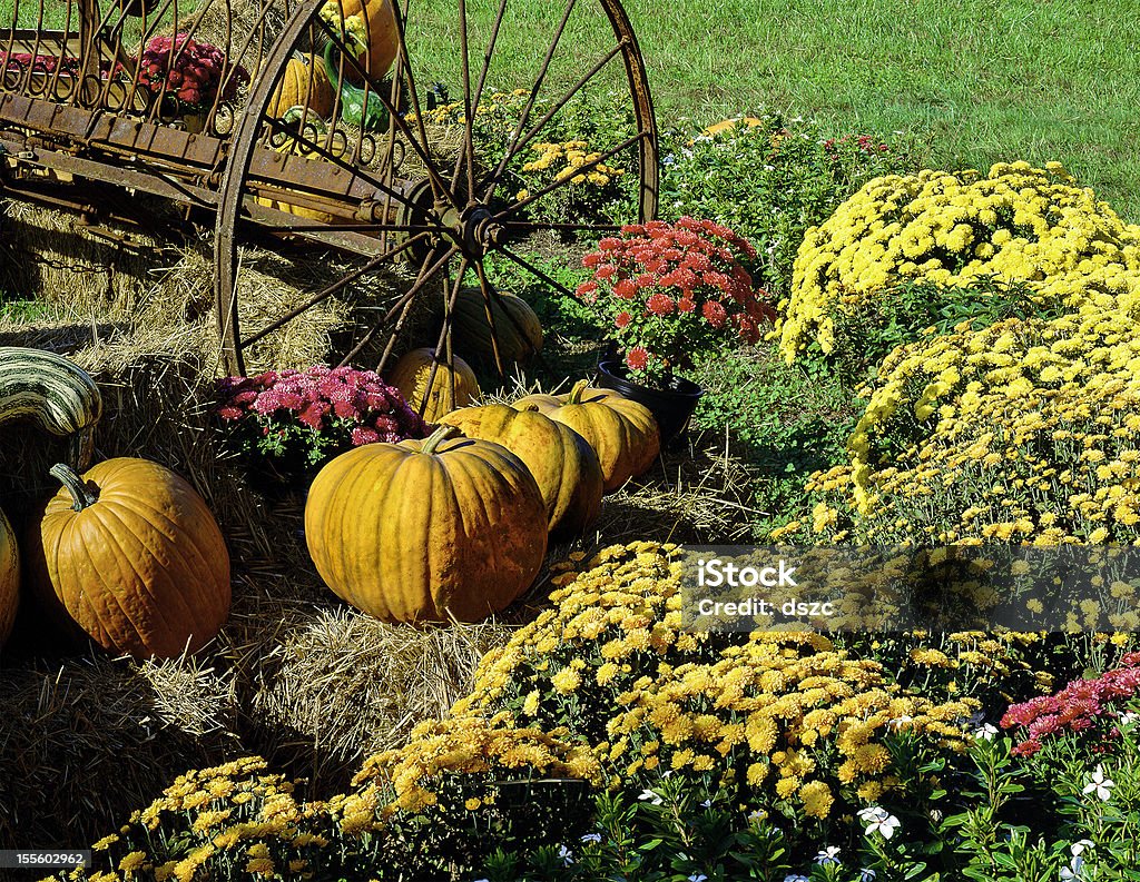 수확하다 pumpkins, chrysanthemums 및 앤틱형 농장 구현합니다 - 로열티 프리 호박-조롱박과 식물 스톡 사진