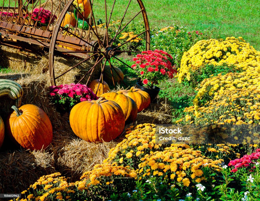 harvest abóboras, Crisântemos e antiguidade quinta aplicação - Royalty-free Abóbora-Menina - Cucúrbita Foto de stock