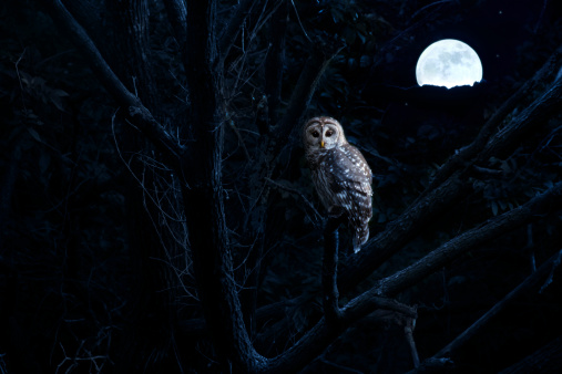 This is a photo illustration of a quiet night, a bright moon rising over the clouds illuminates the darkness, and a Barred Owl sits motionless in the blue moonlight. slight diffuse glow added to enhance scene. All my own components in this photo.