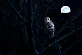 Barred Owl Sits Quietly Illuminated By Bright Full Moonrise