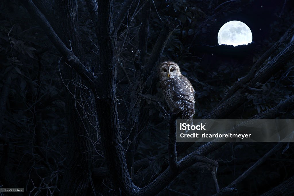 Barred Owl Sits Quietly Illuminated By Bright Full Moonrise This is a photo illustration of a quiet night, a bright moon rising over the clouds illuminates the darkness, and a Barred Owl sits motionless in the blue moonlight. slight diffuse glow added to enhance scene. All my own components in this photo. Owl Stock Photo