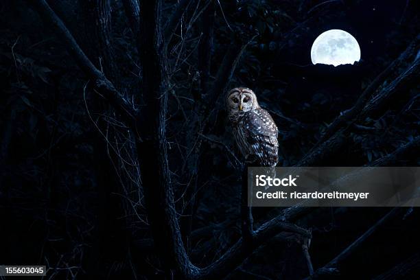 Barred Owl Sits Quietly Illuminated By Bright Full Moonrise Stock Photo - Download Image Now