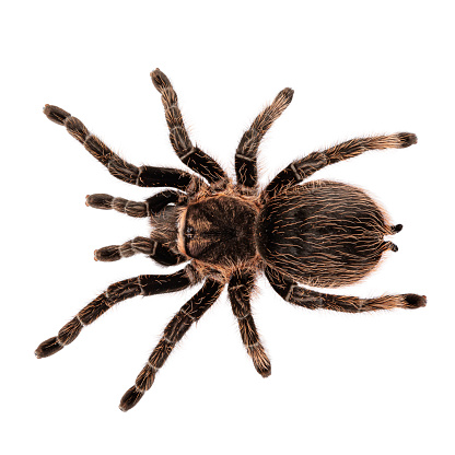 Brown Tarantula from Southern California.  Front View