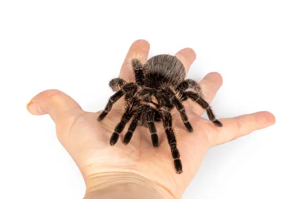 Photo of Spider on white background