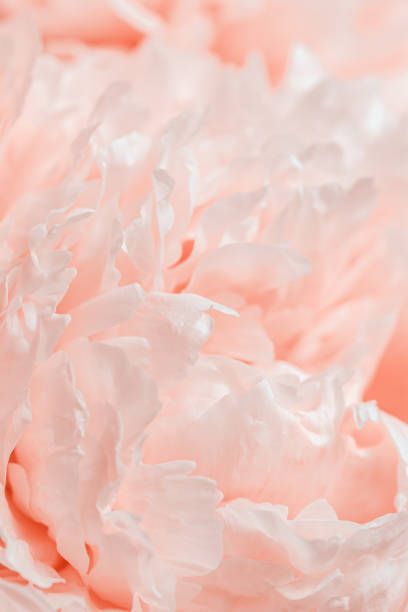 istock Peony flowers spring holiday flowery aesthetic nature close up pattern,  botanical design background, floral top view photo, cream pink color delicate flower, scene beauty nature wallpaper, sunlight 1556030609