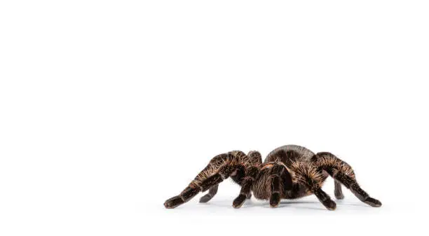 Photo of Spider on white background