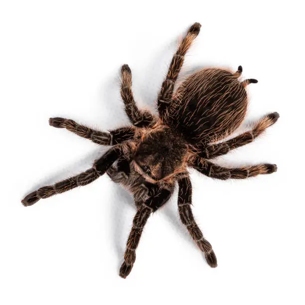 Photo of Spider on white background