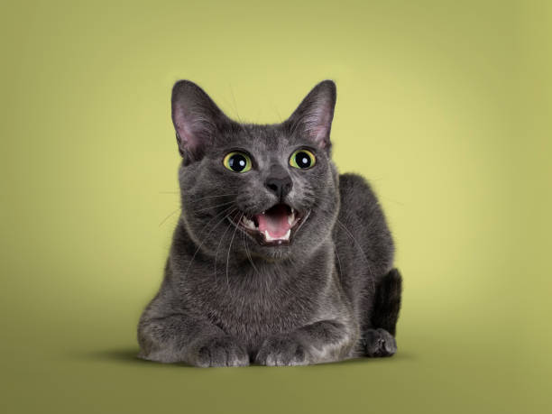 Korat cat on green background Cute Korat cat, laying down side ways facing front. Looking beside and away from camera with amazing green eyes. Mouth open saying meow. Isolated on a pastel soft green solid background. Korat stock pictures, royalty-free photos & images