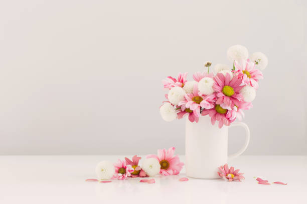 istock white and pink  chrysanthemums in white cup on white background 1556032760
