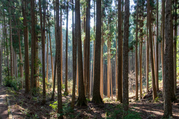 istock Thick forest along footpath or Kumano Kodo pilgrimage trail 1556034537