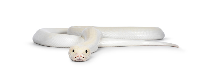 Ivory young adult  Python bivittatus or Burmese