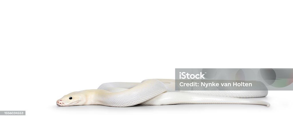 Burmese Python On White Background Stock Photo - Download Image Now ...