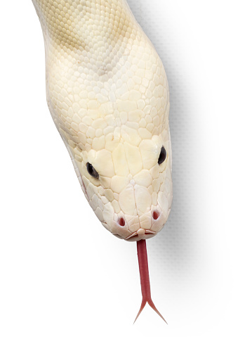 Burmese Python On White Background Stock Photo - Download Image Now ...