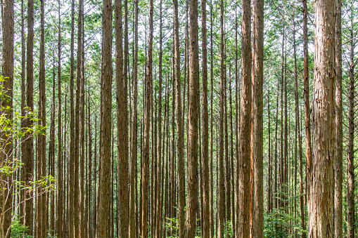 Image filling view of long thin trees in thick forest along footpath or Kumano Kodo pilgrimage trail, Japan giving an almost abstract view or background