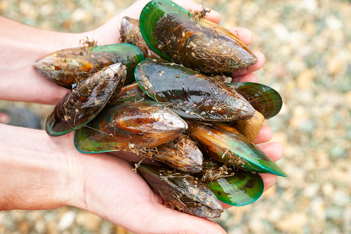 Hands holding freshly harvested delishious green-lipped mussels (known as greenshell mussel or kuku) at Marlborough Sounds, South Island of New Zealand